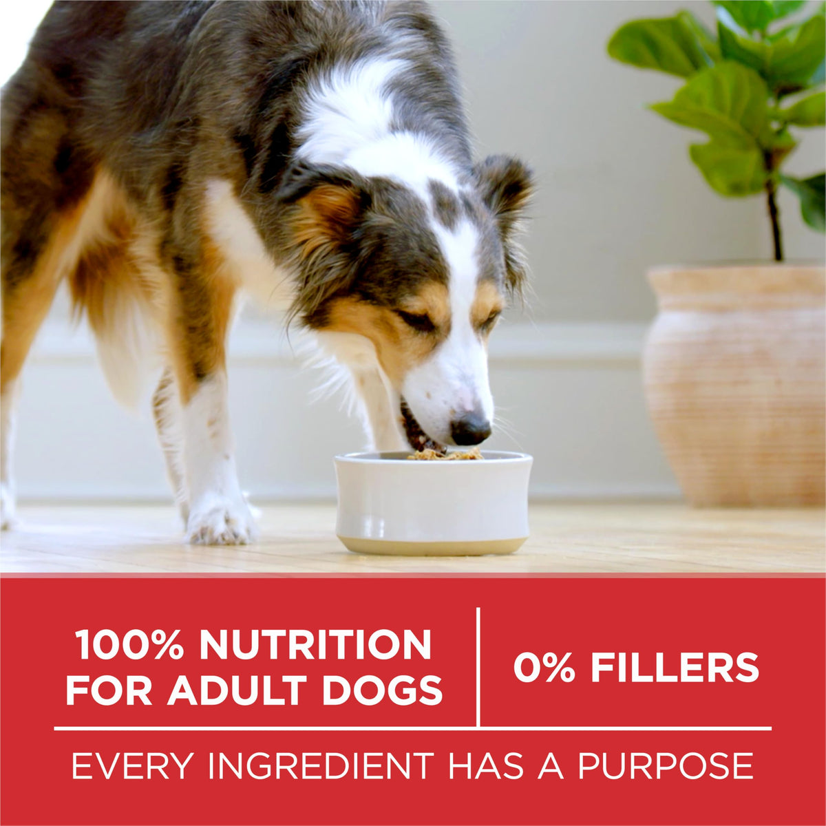 Purina ONE Chicken and Rice Formula Natural Dog Food