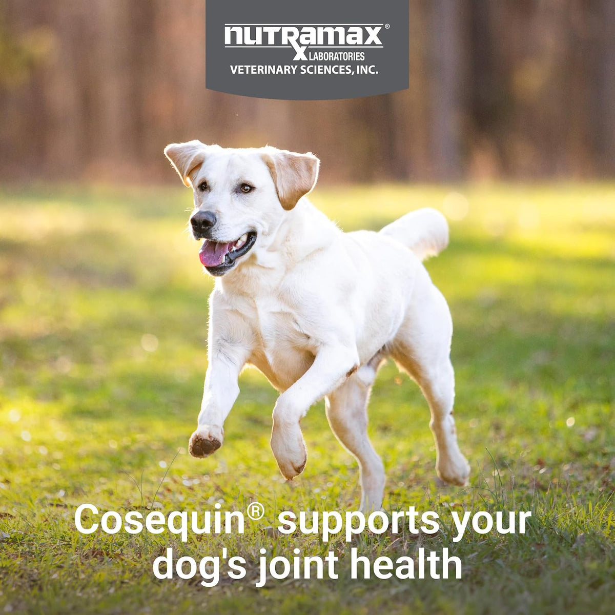 Nutramax Cosequin Maximum Strength Joint Health Supplement for Dogs - with Glucosamine, Chondroitin, MSM, and Hyaluronic Acid, 75 Chewable Tablets