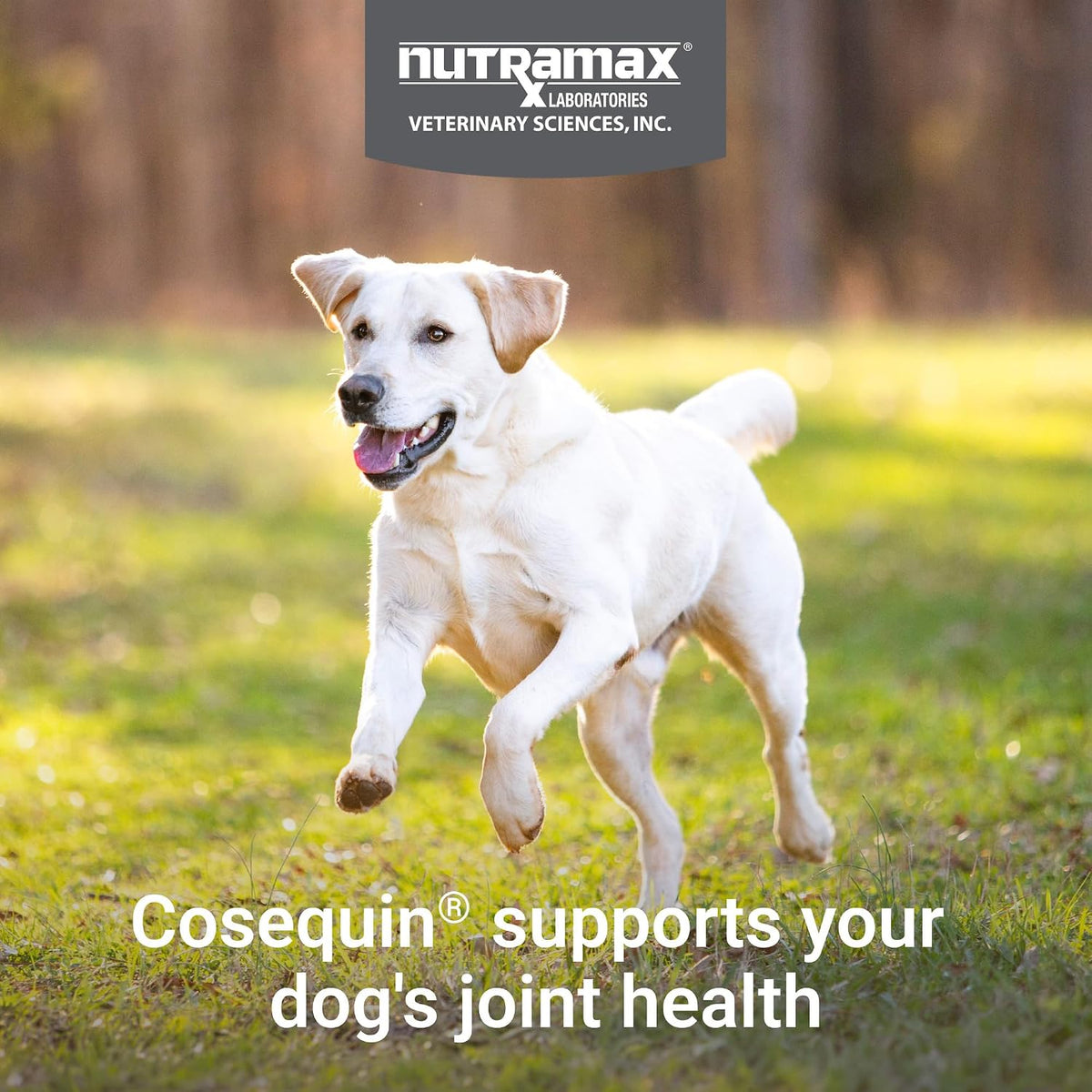 Nutramax Cosequin Maximum Strength Joint Health Supplement for Dogs - with Glucosamine, Chondroitin, MSM, and Hyaluronic Acid, 75 Chewable Tablets