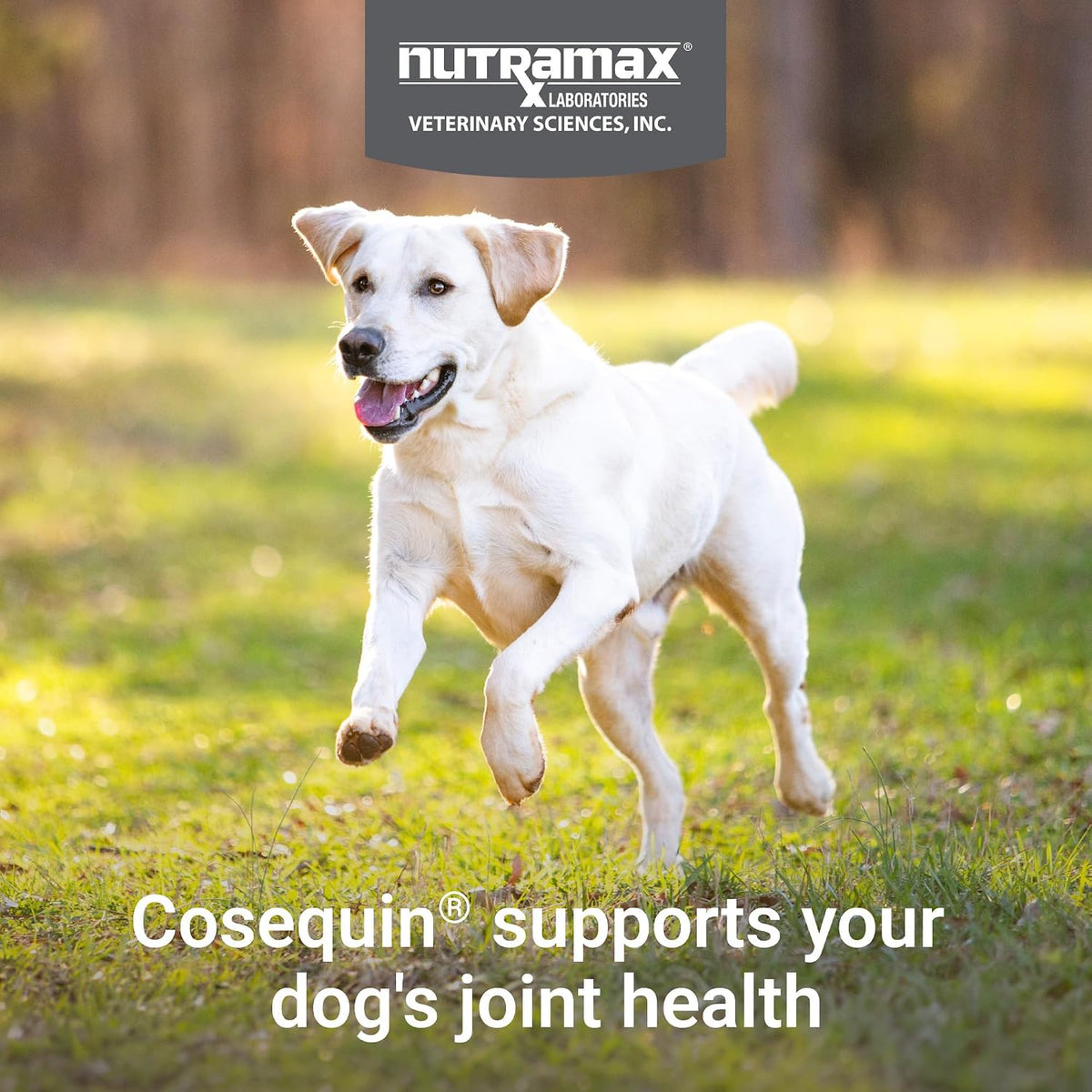 Nutramax Cosequin Maximum Strength Joint Health Supplement for Dogs - with Glucosamine, Chondroitin, MSM, and Hyaluronic Acid, 75 Chewable Tablets